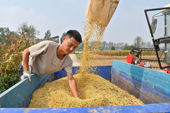 安徽亳州：大豆玉米复合种植助农双收