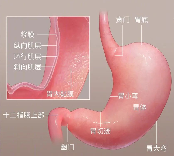 ▲图源：腾讯医典