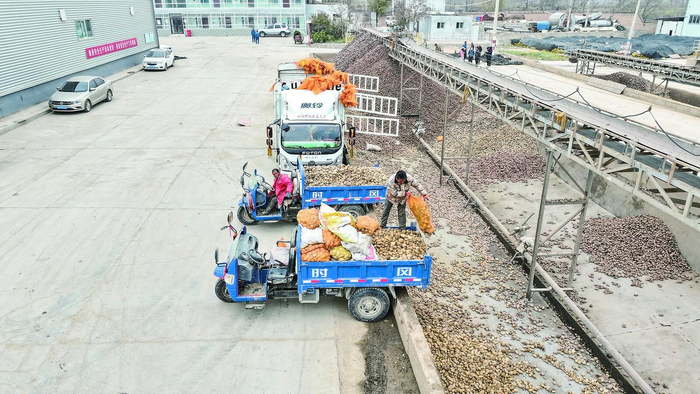 农户拉运来的马铃薯随来随卸。