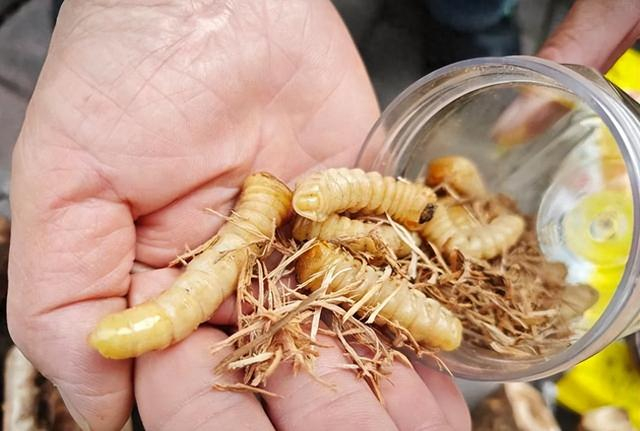 图片由稿源提供