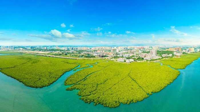 ▲东湾红树林  韦光勇/摄