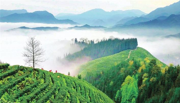     位于四川省眉山市洪雅县瓦屋山镇复兴村的有机茶产业园美如画    （洪雅县委宣传部供图）