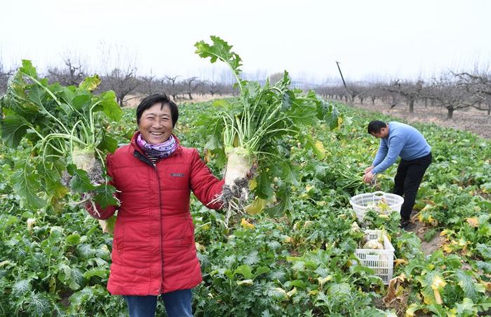   村民展示自家种植的芥菜。新华网发（韩静 摄）