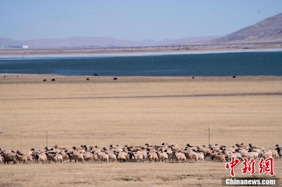 中新社记者 贡嘎来松 摄