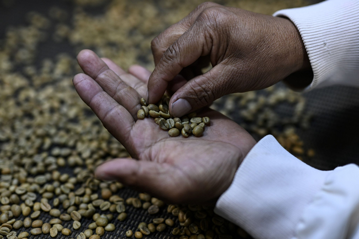8月26日，在巴拿马西部城市博克特的拉马斯图斯庄园，工作人员展示瑰夏咖啡豆。新华社记者李木子摄