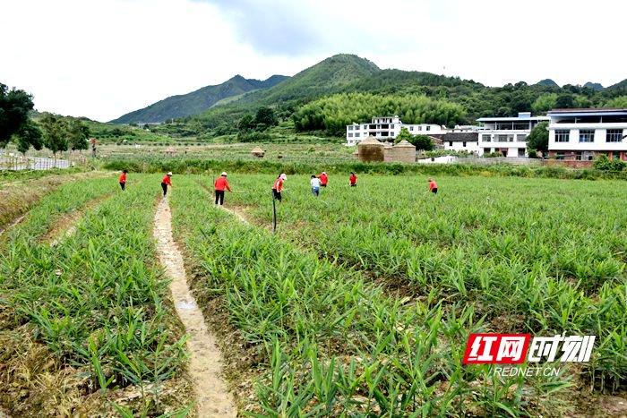 沙洲现代农旅示范基地汝城小黄姜示范园。