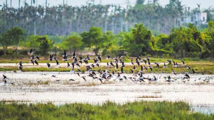 成群的黑翅长脚鹬在海南东寨港国家级自然保护区下塘湿地栖息。石中华 摄