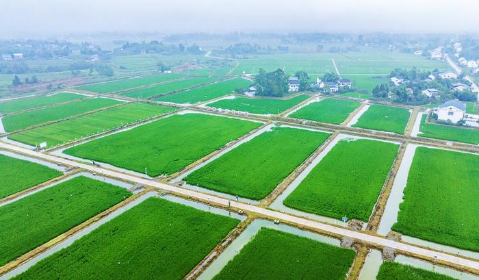 四川广安加强耕地保护 推进高标准农田建设