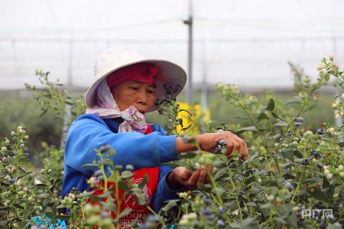 当地工人正在采摘蓝莓（央广网发 张崇喜 摄）