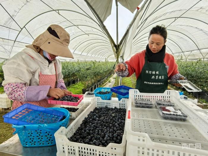 基地工人在分拣蓝莓果实（央广网发 多鑫培 摄）