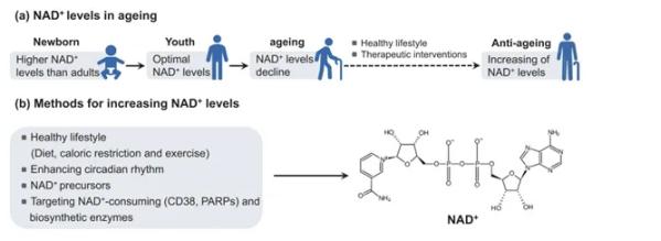 图.衰老过程中NAD+水平的变化(a)，恢复NAD+水平的方法(b)