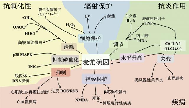 图6 麦角硫因的健康功效