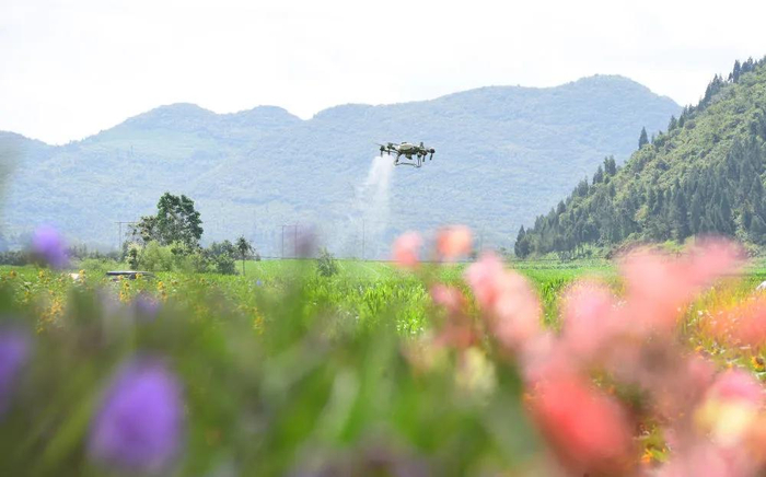 2024年7月22日，云南省曲靖市罗平县罗雄街道外纳村的农民用无人机进行玉米飞防作业。新华社发（毛虹 摄）