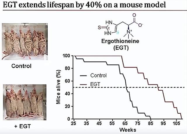 图4 麦角硫因促进小鼠长寿试验二（Control为未服用麦角硫因的对照组，EGT为服用麦角硫因的试验组）