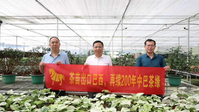 图为八马茶业向里约植物园捐赠中国茶苗，再续200年中巴茶缘