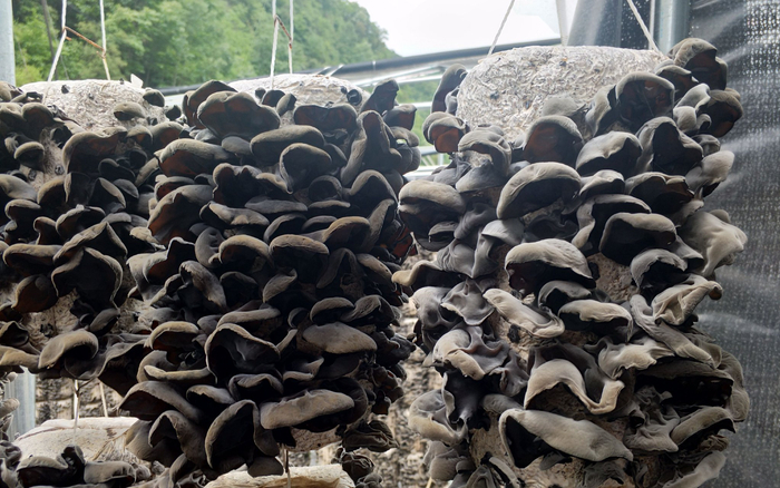 柞水黑木耳。受访者供图。