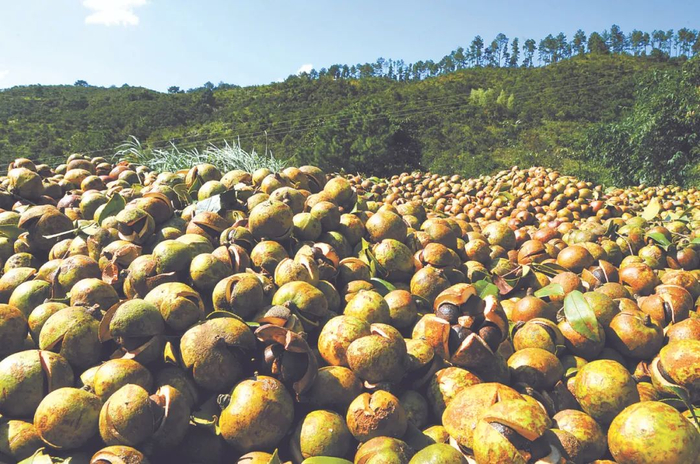 福建省闽侯桐口国有林场油茶丰收 黄海摄