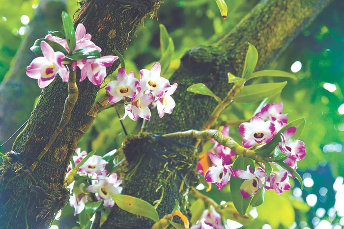 福建省泉州市洛江区林农在龙眼树上仿野生种植金钗石斛花 黄海摄