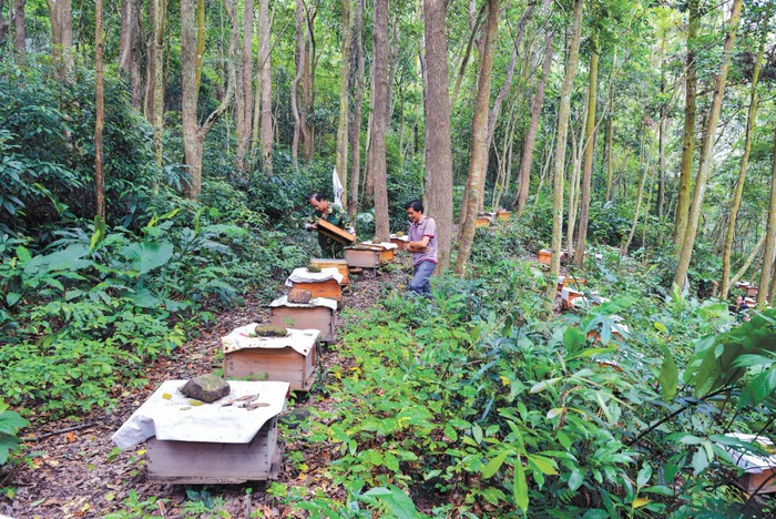 福建省福清市东张镇林农在林下养蜂 黄海摄