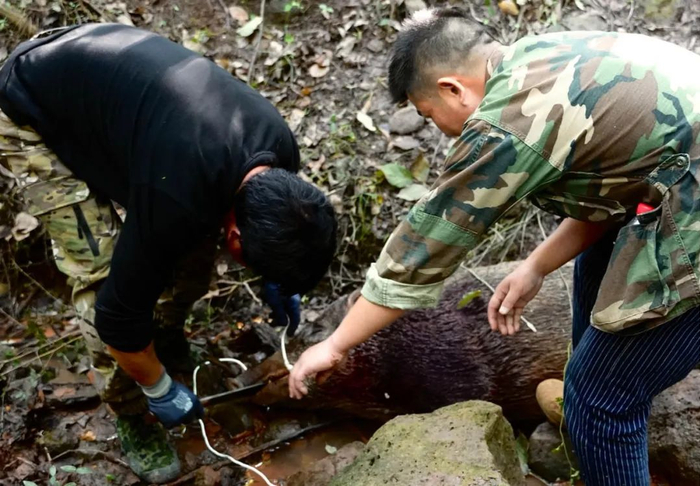 杨志军的野猪捕猎小队。图片由受访者提供
