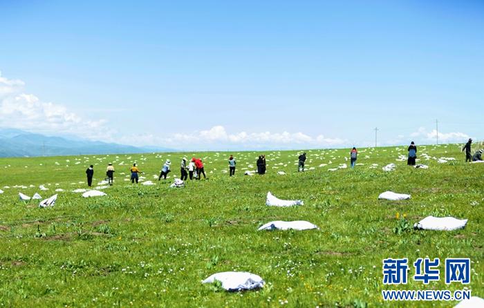   甘南州玛曲县尼玛镇贡玛村的牧民给草原牧场增肥养护（资料图片）。王生元摄