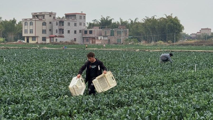 地处肇庆市怀集县的肇庆全发农业发展有限公司蔬菜种植基地。谭海燕/摄
