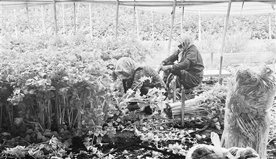 工人正在采收马家沟芹菜。    受访单位供图