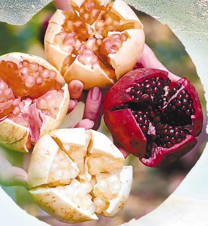 涂山村的石榴，形若玛瑙，各色各味。（资料图片）