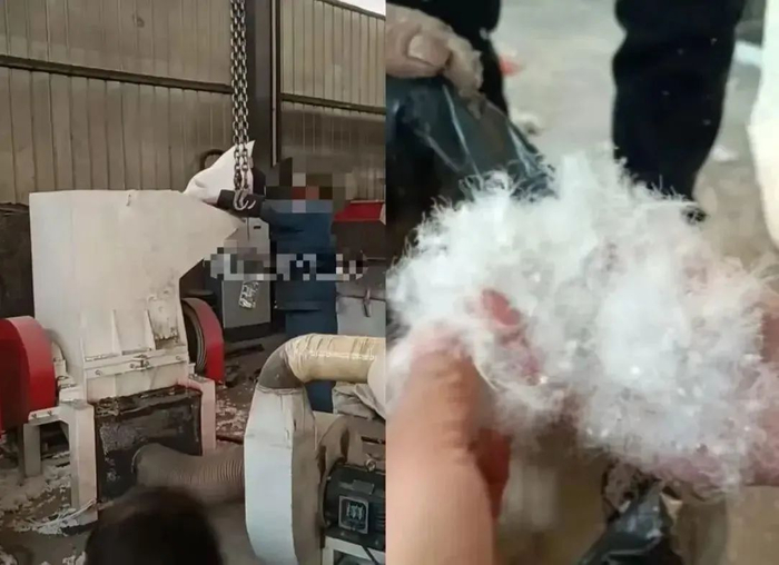 刀翎羽毛加工前后。图源：大河报