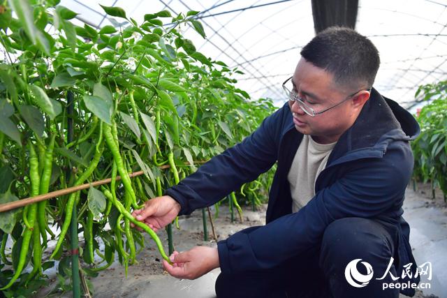 萍乡农科中心经济作物研究所的辣椒实验基地里，所长朱德彬正在介绍实验基地的辣椒品种。人民网记者 时雨摄