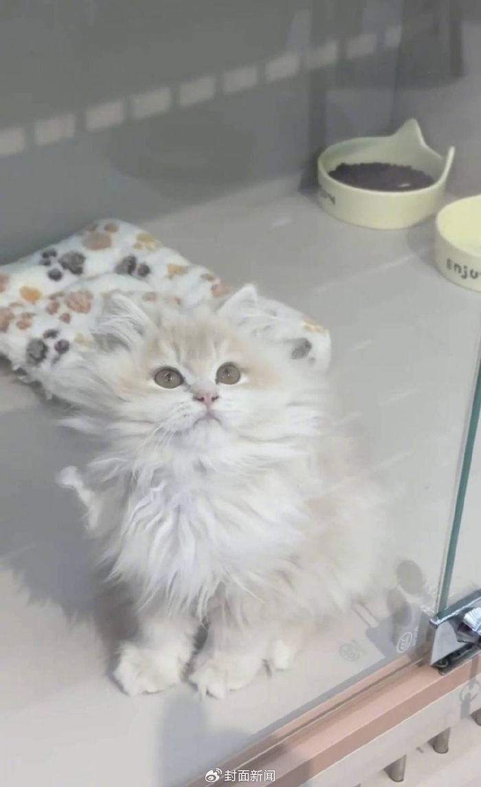 领养馆内，待领养的猫咪