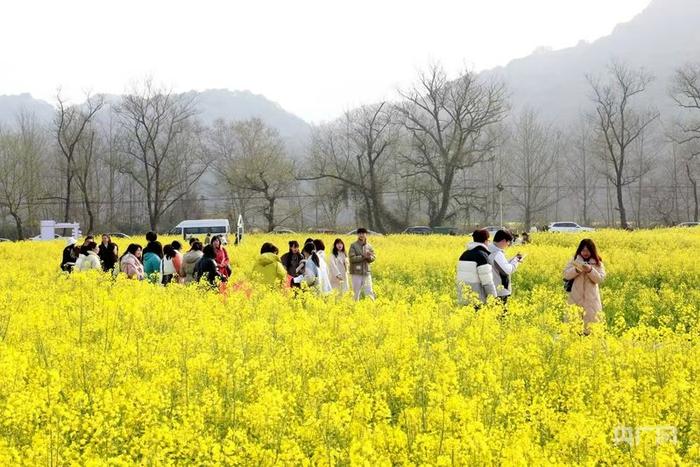 今年3月，游客在东江村的油菜花海里漫步（央广网发 郑明辉 摄）