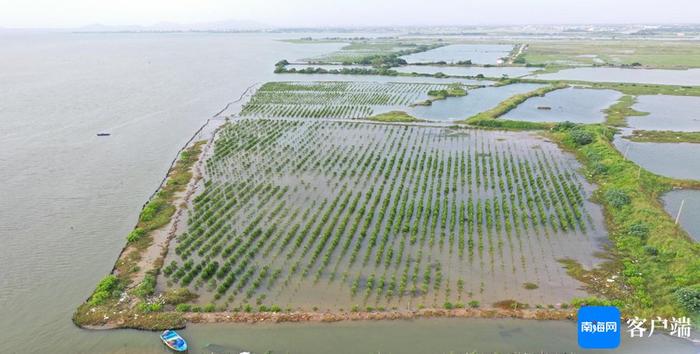 万宁小海的红树林种植已取得初步成效。万宁市自然资源和规划局供图