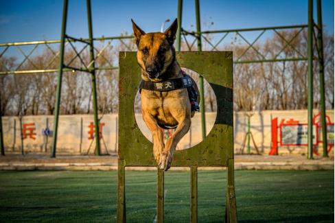 红警军犬图片