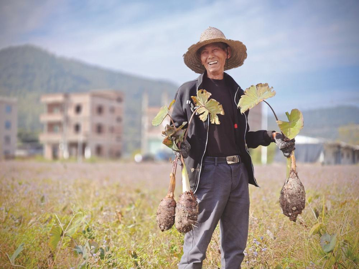 同安区褒美村以“地名+品名”的形式打造“褒美进士芋”。（厦门市民政局供图）
