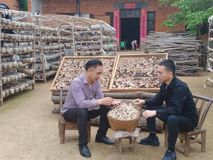 罗圆和父亲在讨论花菇成色。受访者供图