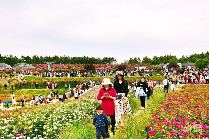 来观音村赏花踏青的游客络绎不绝（央广网发  十里街道供图）