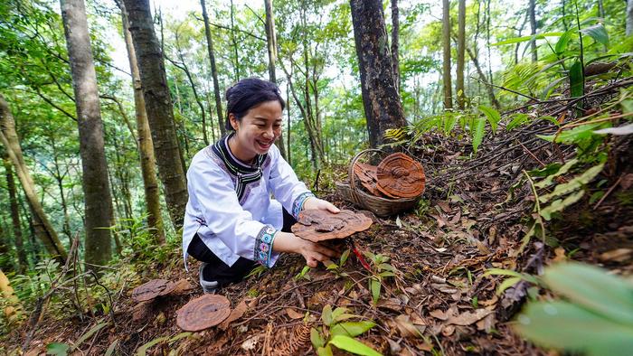 贵州榕江因地制宜大力发展林下经济产业