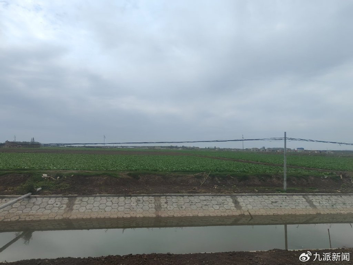 尹桂枝的菜地。图/九派新闻武菲菲