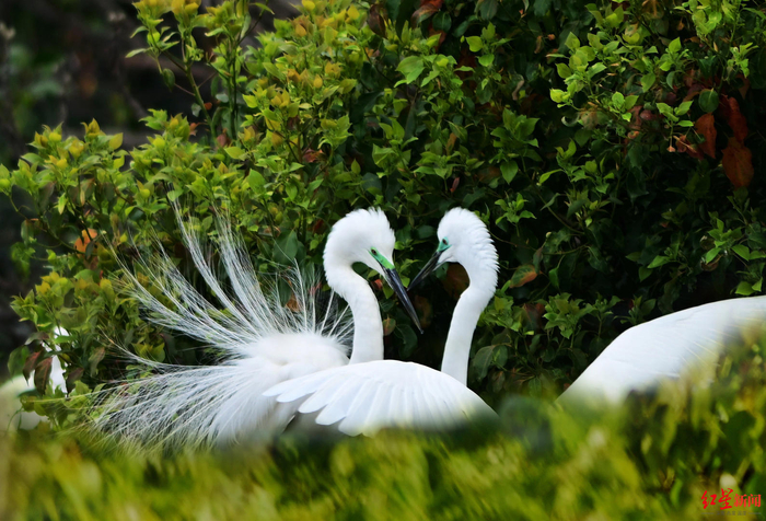 ▲镇海炼化园区内的白鹭