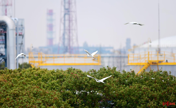 ▲镇海炼化园区内的白鹭