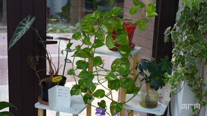 居民寄养在“植物驿站”的各种植物（央广网记者  周思杨  摄）