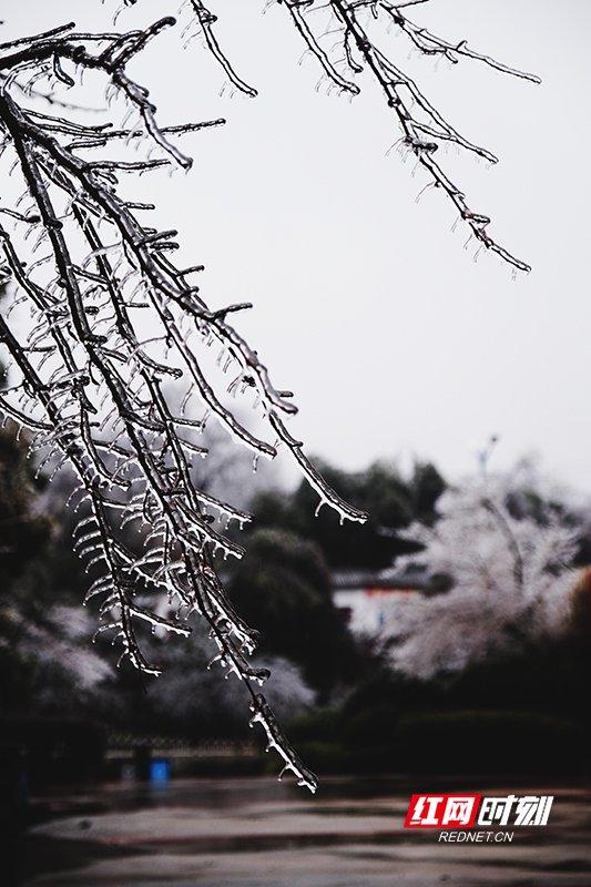 2024年2月，湖南潮湿的天气加上大幅降温，使路边的树枝上都挂满了冰棱，很多大树因此被压断。