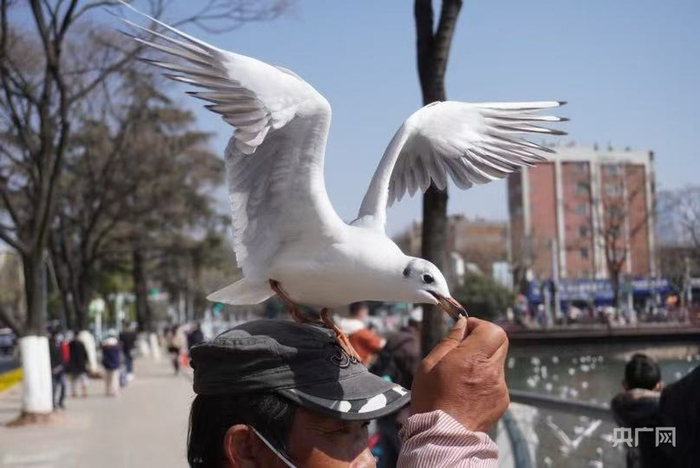 昆明市民与海鸥（央广网记者  魏文青  摄）