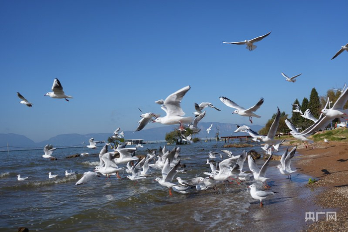 王官湿地的红嘴鸥（央广网记者  魏文青  摄）