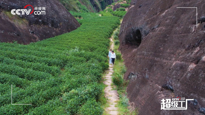 △八马茶业专业茶师团队为品质好茶的诞生保驾护航（上）；央视网《超级工厂》栏目走进武夷岩茶核心产区（下）（八马茶业供图）