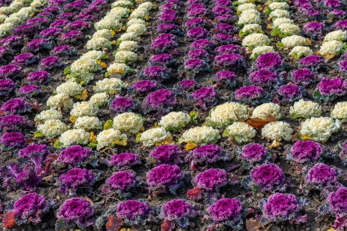 图源：图虫创意