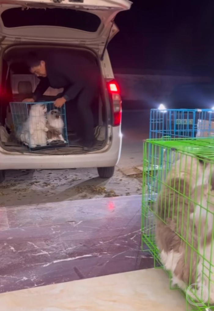 刘先生将猫咪接到自己的展厅。网络图