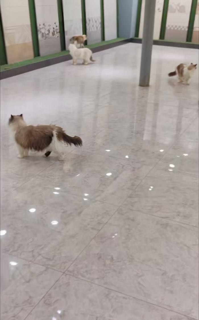 刘先生养在展厅的猫咪。视频截图