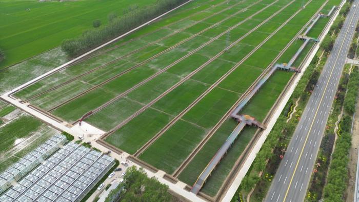 桦川富尔中秋农业实验田示范基地（央广网发 桦川县农业局供图）